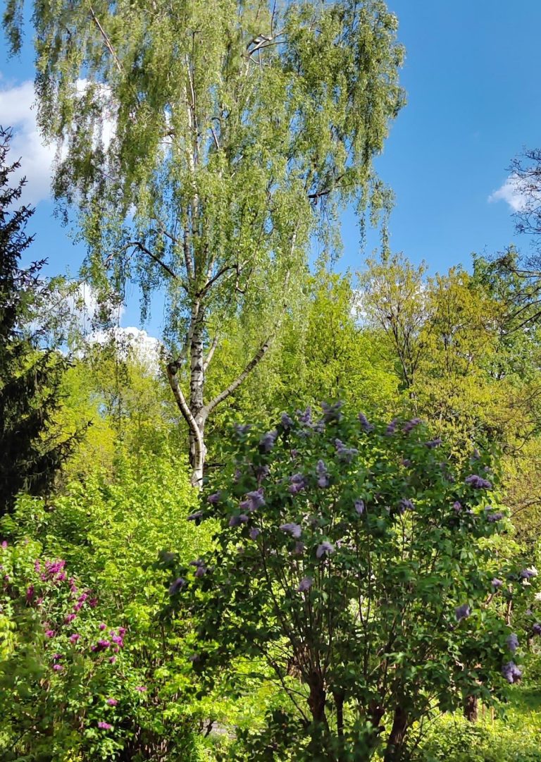 jeszcze_kwieciea_a_u_nas_w_domu_maj__7152575142