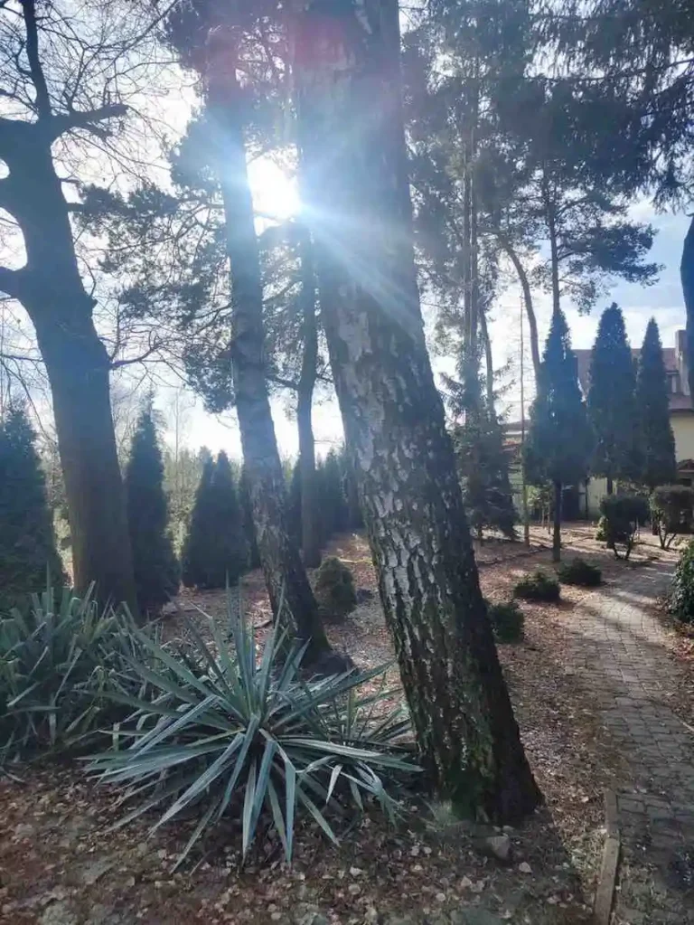 Alejka w ogrodzie DPS