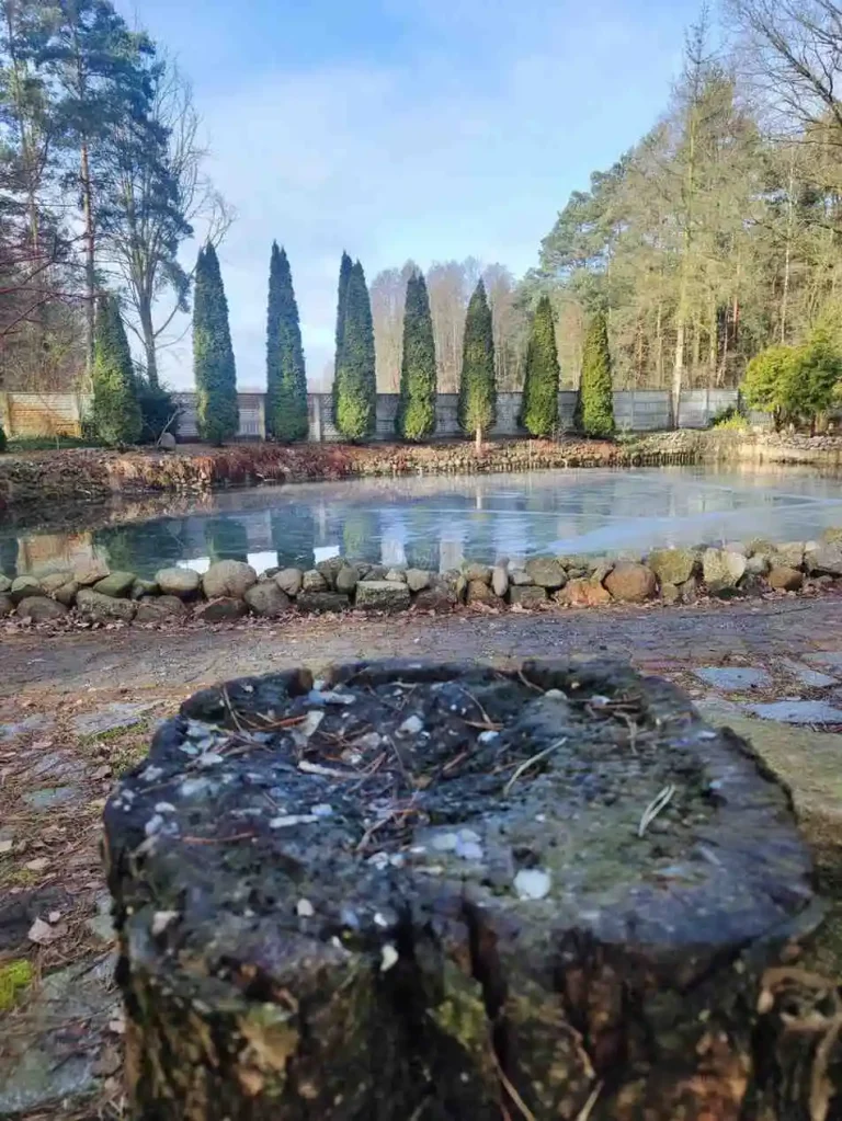 Oczko wodne w ogrodzie